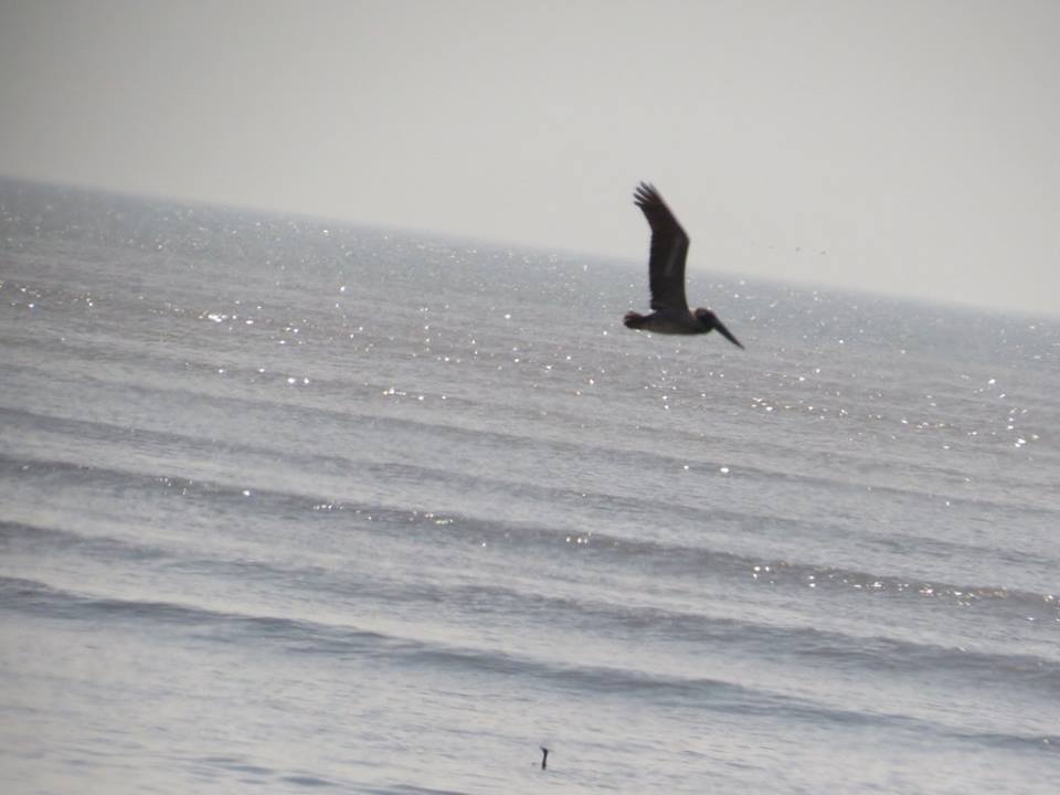 Los cormoranes son aves que prefieren estar en las orillas, y no volar mar adentro | Foto: CDE News