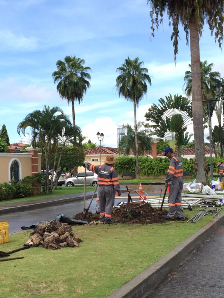 Se debió solicitar el permiso correspondiente para poder remover la palma antes que cayera y provocara un accidente.
