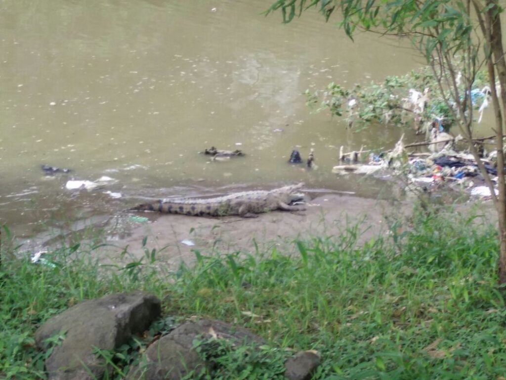 Otro lagarto ha sido visto en las playas de CDE; sin embargo no hay intención de relocalizarlo, porque se encuentra en su hábitat natural. Solo es importante que quienes eventualmente bajan a participar en limpieza de playas, estén atentos para no lastimarlo ni ser lastimados.
