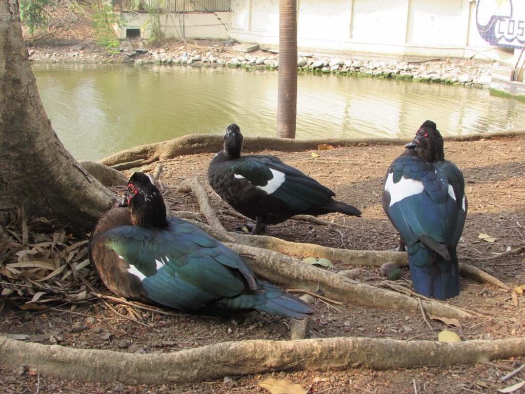 La laguna del parque Felipe Motta se asemeja al de muchas comunidades en Panamá.
