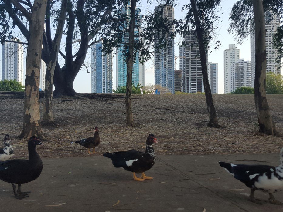 Los patos forman parte del parque, y es una de las distracciones por las que los niños visitan esta reserva forestal | Foto: AR